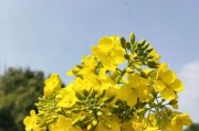 油菜枯可以种花吗？（探究油菜枯种植的可能性与挑战）