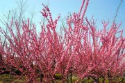 榆叶梅花期及其独特魅力（探寻榆叶梅的美丽秘密）