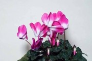 仙客花的开花习性（了解仙客花的开花季节与频率）