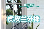 虎皮兰分株方法详解（打造繁茂虎皮兰的步骤与技巧）
