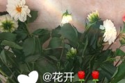 大丽花的醒花和鲜切方法（让你的大丽花焕发生机，保持长久鲜活！）