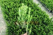 小叶黄杨——一种珍贵的木本植物（探究小叶黄杨的生态特征、栽培方法和药用价值）
