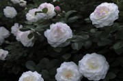 寓意深厚，芳香扑鼻——探秘茶花的花语与象征意义（寓意深厚，芳香扑鼻——探秘茶花的花语与象征意义）