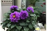 室内养花必备：小丽花的适宜条件与养护技巧