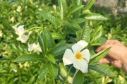 飘香藤叶片发黄的原因及处理方法（了解黄叶背后的原因，让你的飘香藤健康成长）