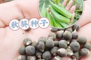 秋葵籽能种吗？（种植秋葵籽的时机和方法）