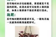 吊竹梅的耐寒温度有多高？（寒冬中的美丽常青树——吊竹梅的耐寒能力探究）