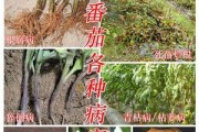 西红柿青枯病防治详解（从药剂选择到田间操作，全面解决西红柿青枯病问题）