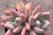 奥普琳娜的盆栽选择（如何选择最适合奥普琳娜的盆栽）