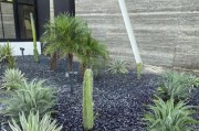 仙人掌种植指南（时间、方法、注意事项）