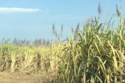 甘蔗——被子植物的奇妙世界