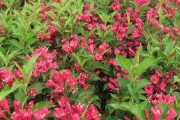 红王子锦带花期及其生长特点（了解红王子锦带，让你的花园更加美丽）
