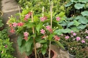 君子兰的喜水特性（探究君子兰的喜水程度及种植技巧）