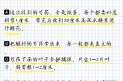 芍药不开花的原因剖析（探究芍药不开花的成因及治疗方法）