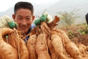 粮食是否属于经济作物？（探讨粮食在农业经济中的地位和作用）