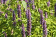 探秘神奇植物——霍香（了解霍香的起源、分类、功效与应用领域）