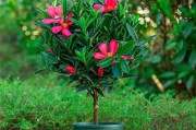 北国之美——探秘北方木本花卉（北方木本花卉的种类、特点、栽培和赏花技巧）