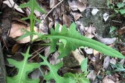 猫爪草的神奇功效（这种常见的野草竟然有这么多的好处）