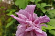 探寻最美的木槿花品种（欣赏这些色彩斑斓的木槿花品种，你绝对会爱不释手！）