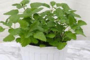 姬莲的种植与土壤管理（掌握姬莲配土方法，打造适合其生长的优质土壤）