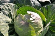 洋白菜全面解析（探究洋白菜的营养、品种、食用方法和药用价值）