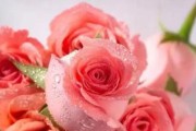玫瑰花语之56朵玫瑰的隐含意义（探秘玫瑰花语的深层含义——56朵玫瑰的涵义解析）