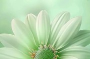 送花人生意意——寓意悠长的雏菊（探寻雏菊的花语和适合送礼的对象）