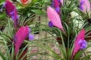菠萝催花时间和方法详解（掌握正确技巧，轻松实现催花）