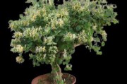 金银花种植
