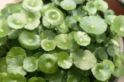 黄金草水培种植的方法与技巧（轻松掌握，打造绿色家居）