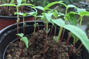 绿豆——一种常见的植物种子（探究绿豆的来源、特征和用途）