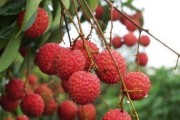 灵山荔枝成熟上市时间揭晓（今年的灵山荔枝销售前景如何？）