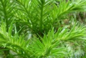 红豆开花的奇妙之处（探秘红豆开花的神秘过程及颜色特征）