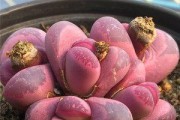 揭秘多肉是什么植物类别（多肉是花吗？一次详细的解答）