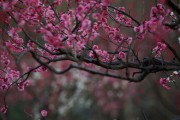 家里种梅花树的风水好处（让家居环境更美好，提升生活品质）