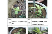 探究凤仙花生长周期（从播种到开花全过程详解，让你轻松做好养护）