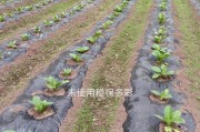 矮牵牛缓苗方法详解（缓苗时间调控、肥料施用、水分管理与病虫害防治）