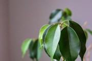 香樟树的分类与特点（香樟树的生长环境及草本植物争议）