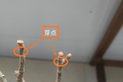 梦香兰开花后的修剪技巧（打造优美姿态，促进次年开花）
