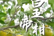 皇帝柑的上市时间和成熟月份（一种具有特殊口感的柑橘品种）