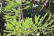 水杉叶子干枯如何拯救？（教你如何救回濒死的水杉树。）