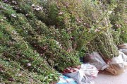 榆叶梅的生长环境与特点（一种适应性强、生命力旺盛的多年生灌木植物）