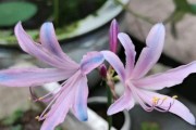 石蒜花有毒吗？如何在室内养护？（解读石蒜花的毒性特点，掌握室内养护技巧）