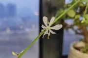 探究吊兰开花的时间和方法（吊兰开花需要的养护方法和注意事项）