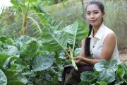 芥蓝的种植与管理技术（掌握正确时间和方法，打造丰收好收成）