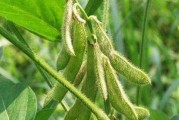 黄豆种植与栽培技术（掌握黄豆种植时间和方法，提高产量与品质）