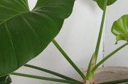滴水观音叶子到底有没有毒？（了解毒性再收养，保护好滴水观音）