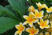 如何成功养殖鸡蛋花？（注意事项、肥料、浇水、环境、修剪、病虫害预防、繁殖、收获）