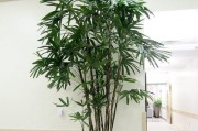 室内植物能净化空气吗？（探究室内植物对空气质量的影响与选择适合的净化植物）