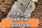 用生根粉浇花，是否好？（生根粉浇花是否利大于弊？）